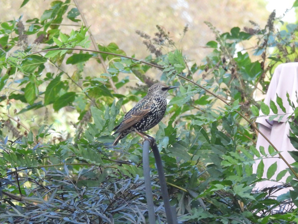 歐洲椋鳥 - ML270450151