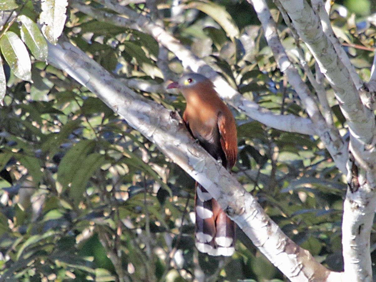 Black-bellied Cuckoo - ML270450161