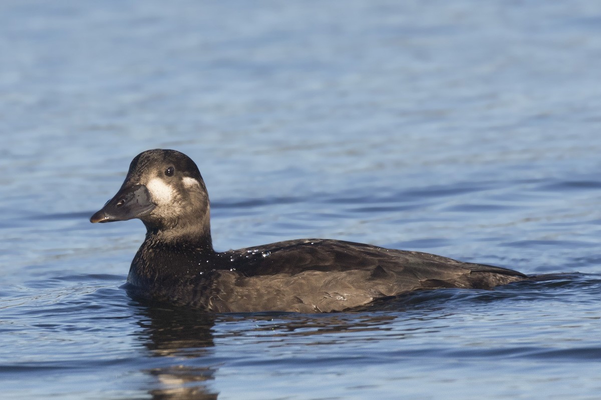 Surf Scoter - pierre martin