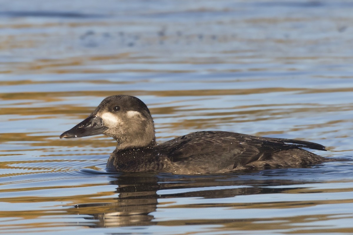 Surf Scoter - pierre martin