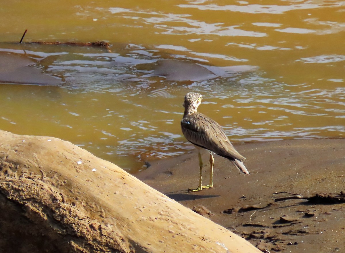 Senegal Thick-knee - ML270452711