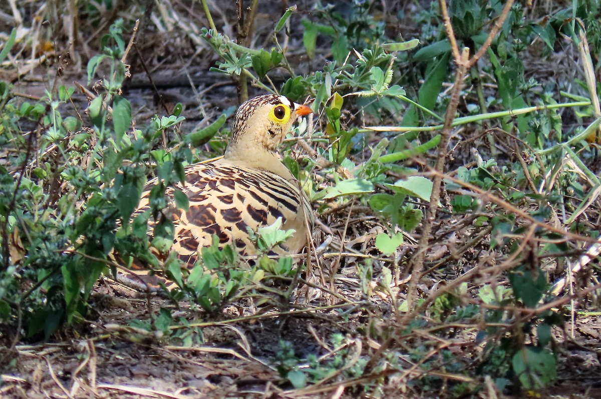 Four-banded Sandgrouse - David Orth-Moore