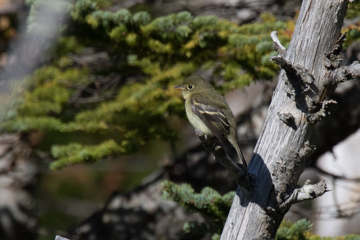 Yellow-bellied Flycatcher - ML270453971