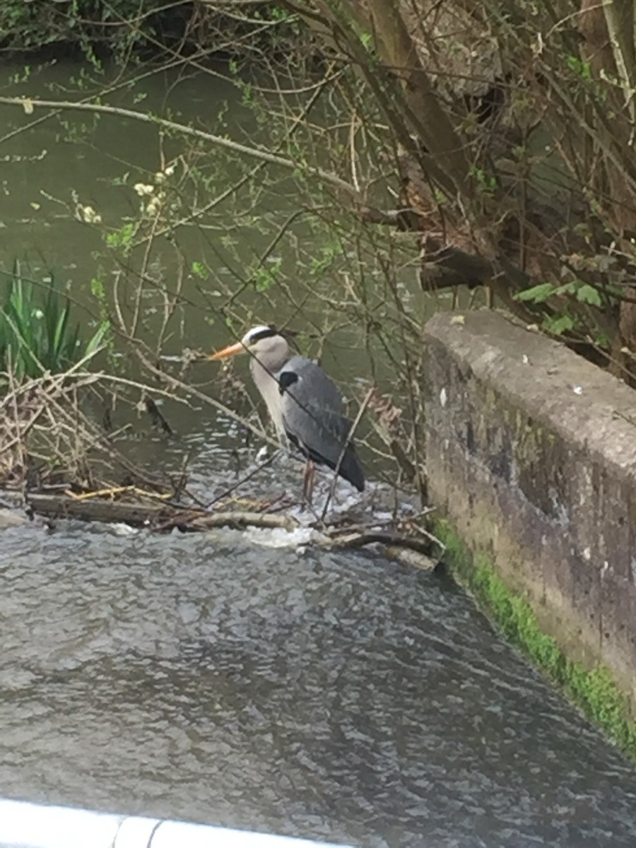 Gray Heron - ML27045571