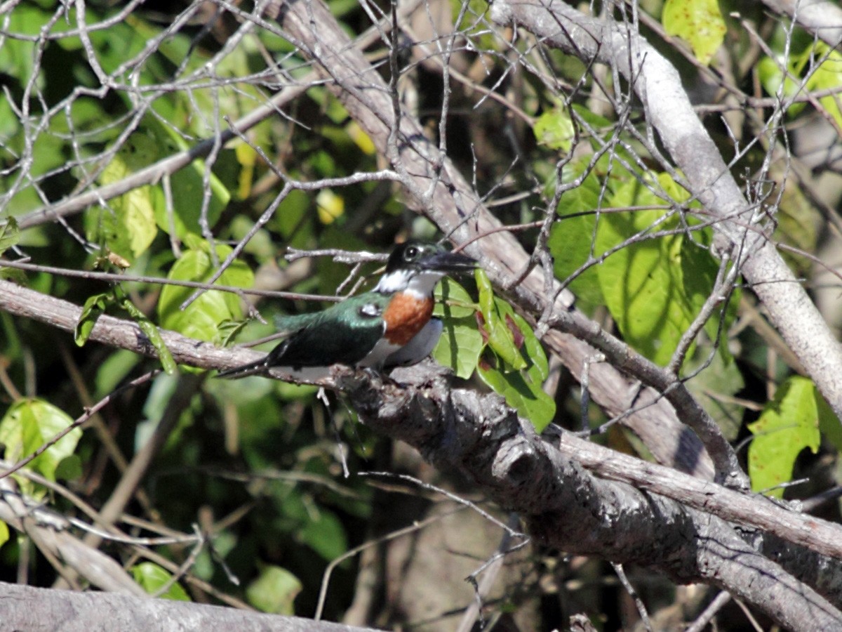 Amazon Kingfisher - ML270455711