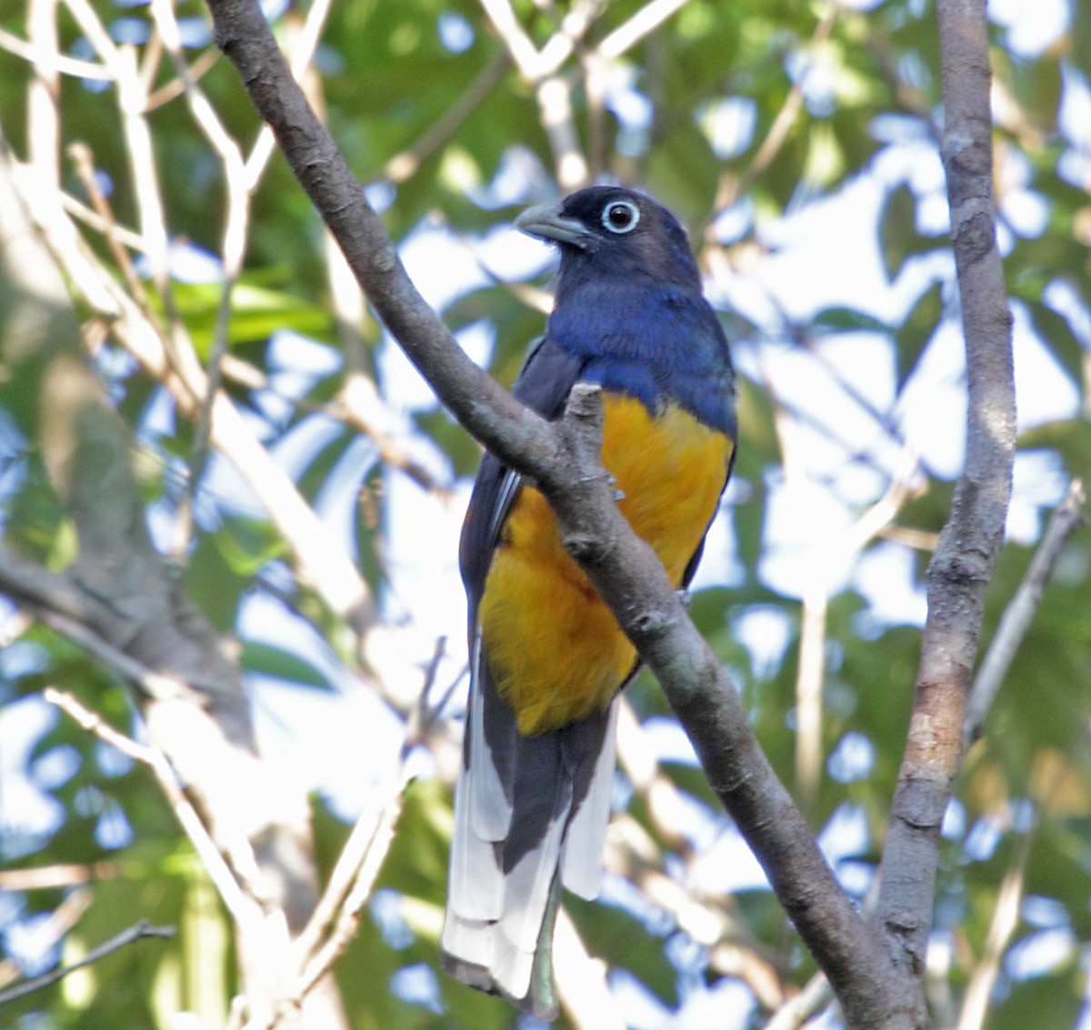 trogon zelenohřbetý - ML270456151