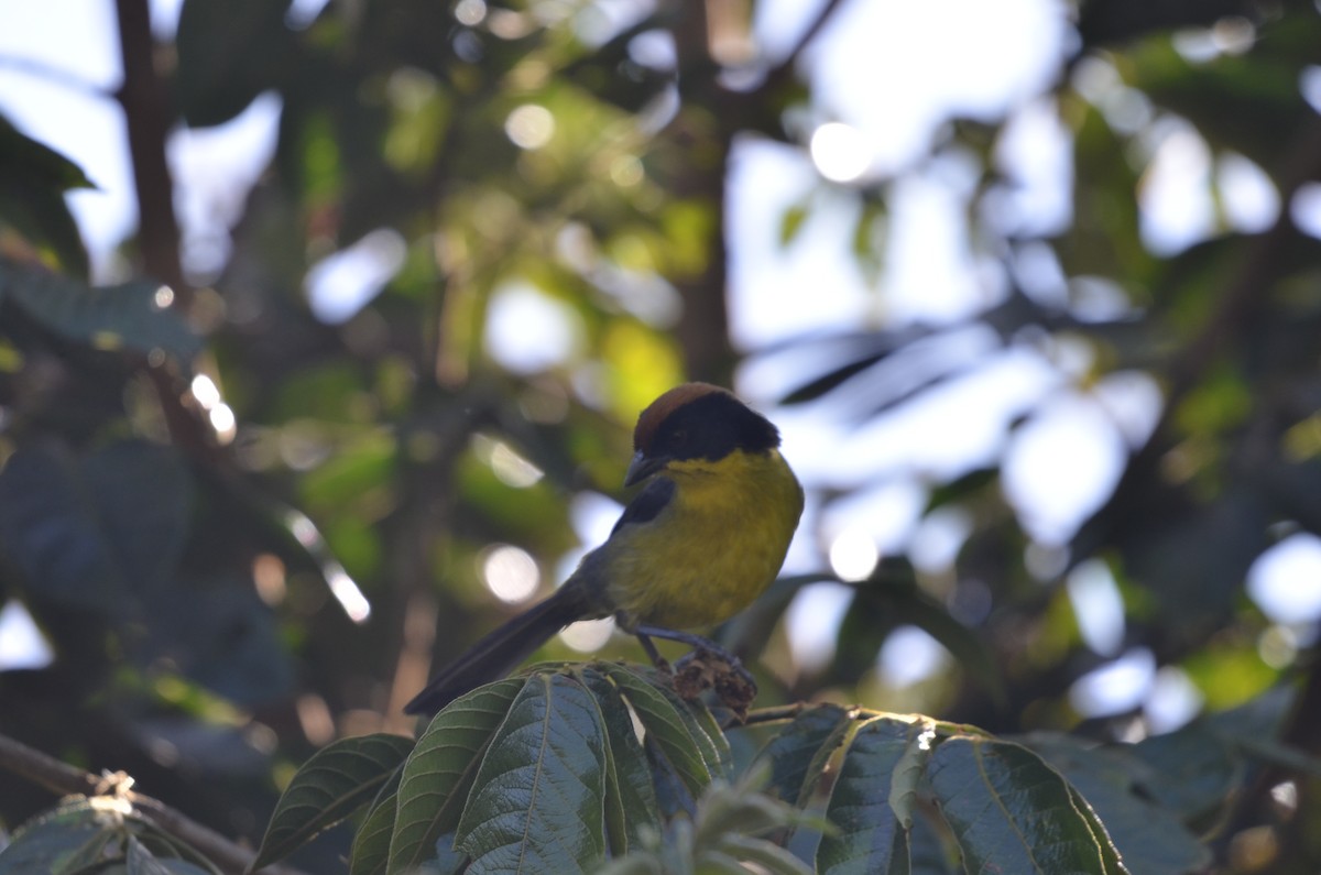 Yellow-breasted Brushfinch - ML270457851