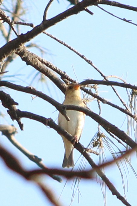 Baya Weaver - ML27045991