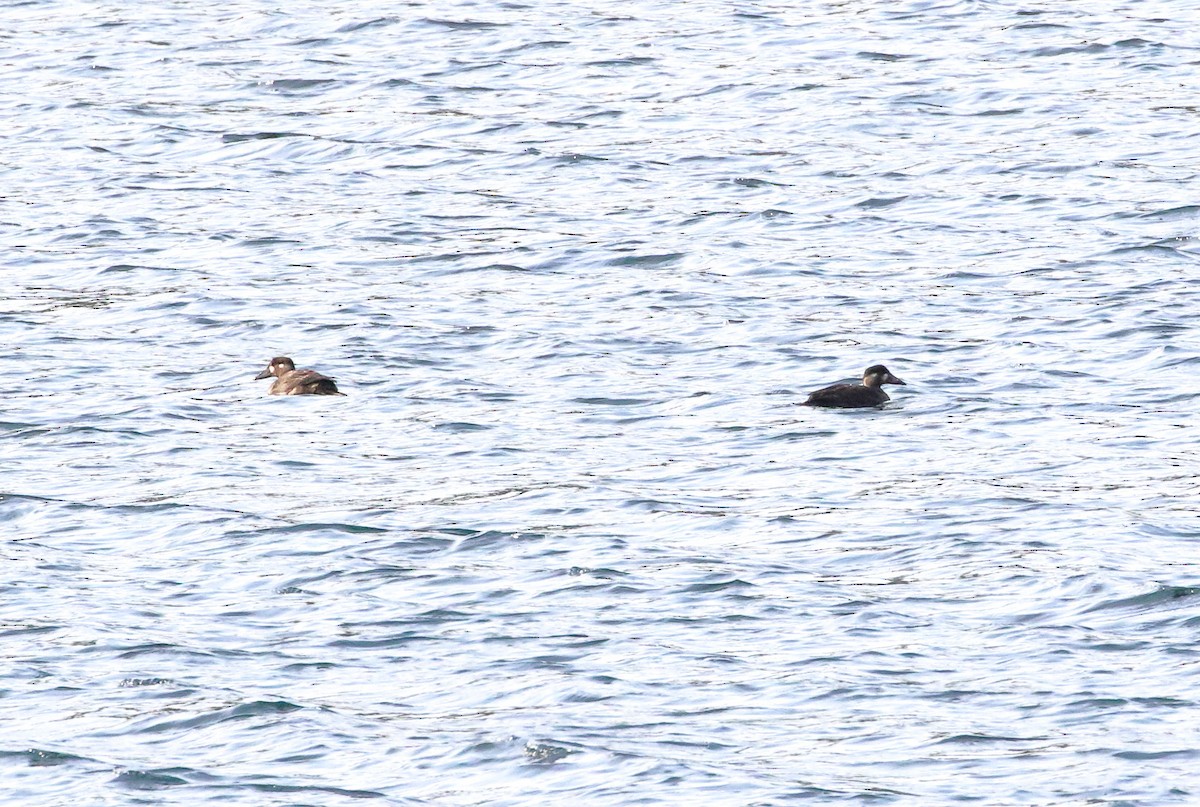 Surf Scoter - Sneed Collard