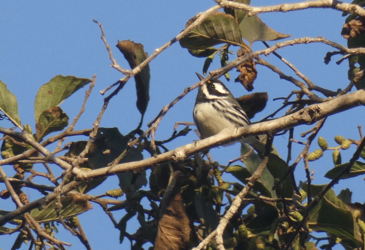 Black-throated Gray Warbler - John Callender