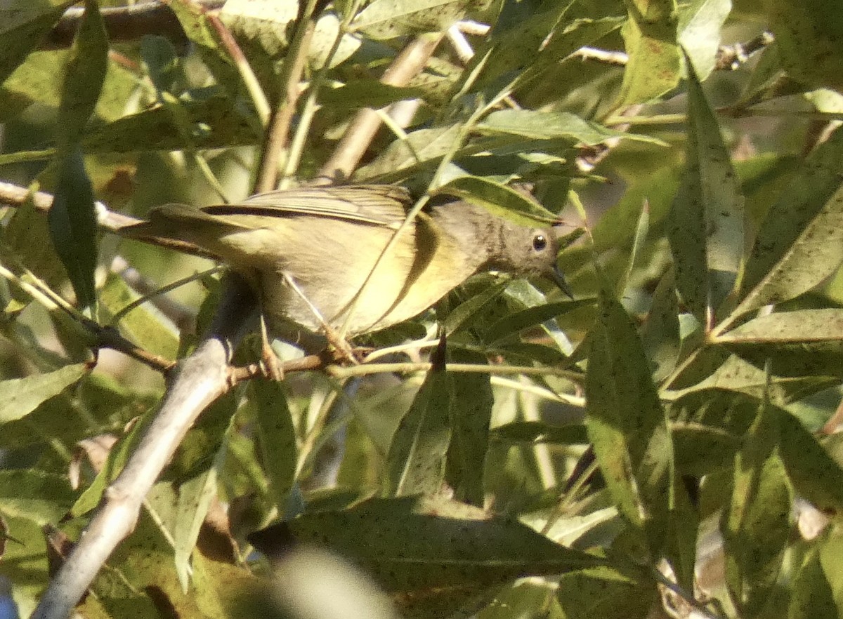 Nashville Warbler - John Callender