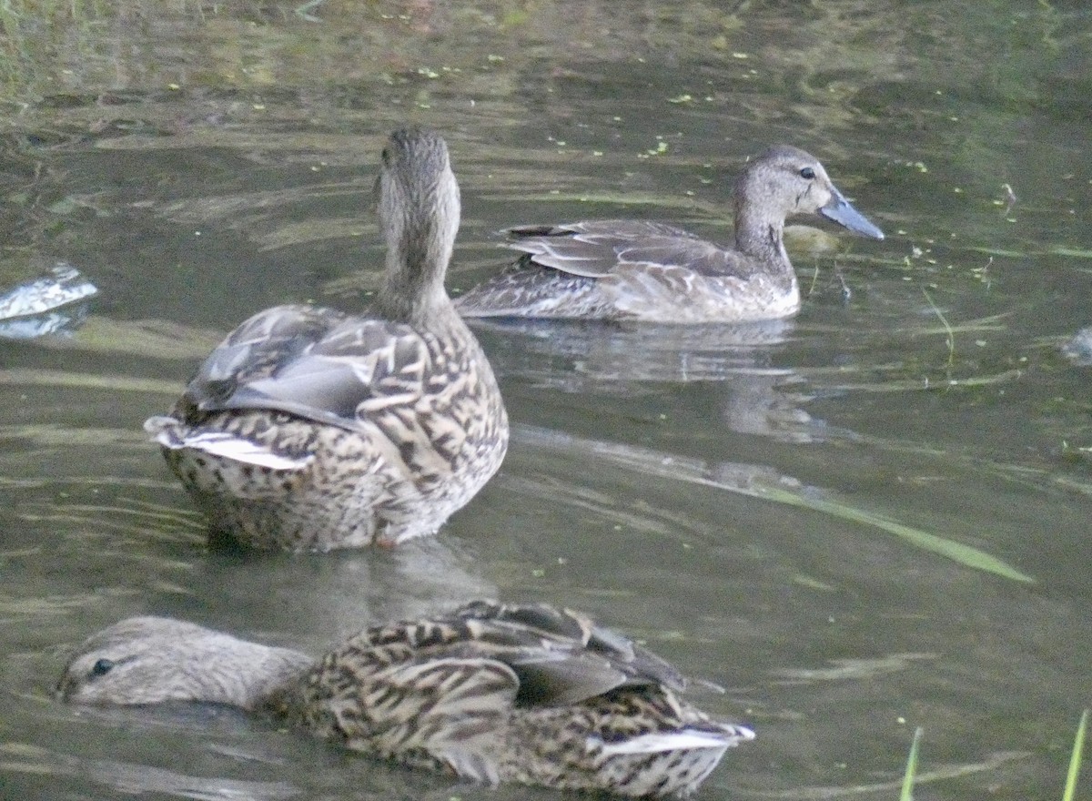 Blue-winged/Cinnamon Teal - ML270462151