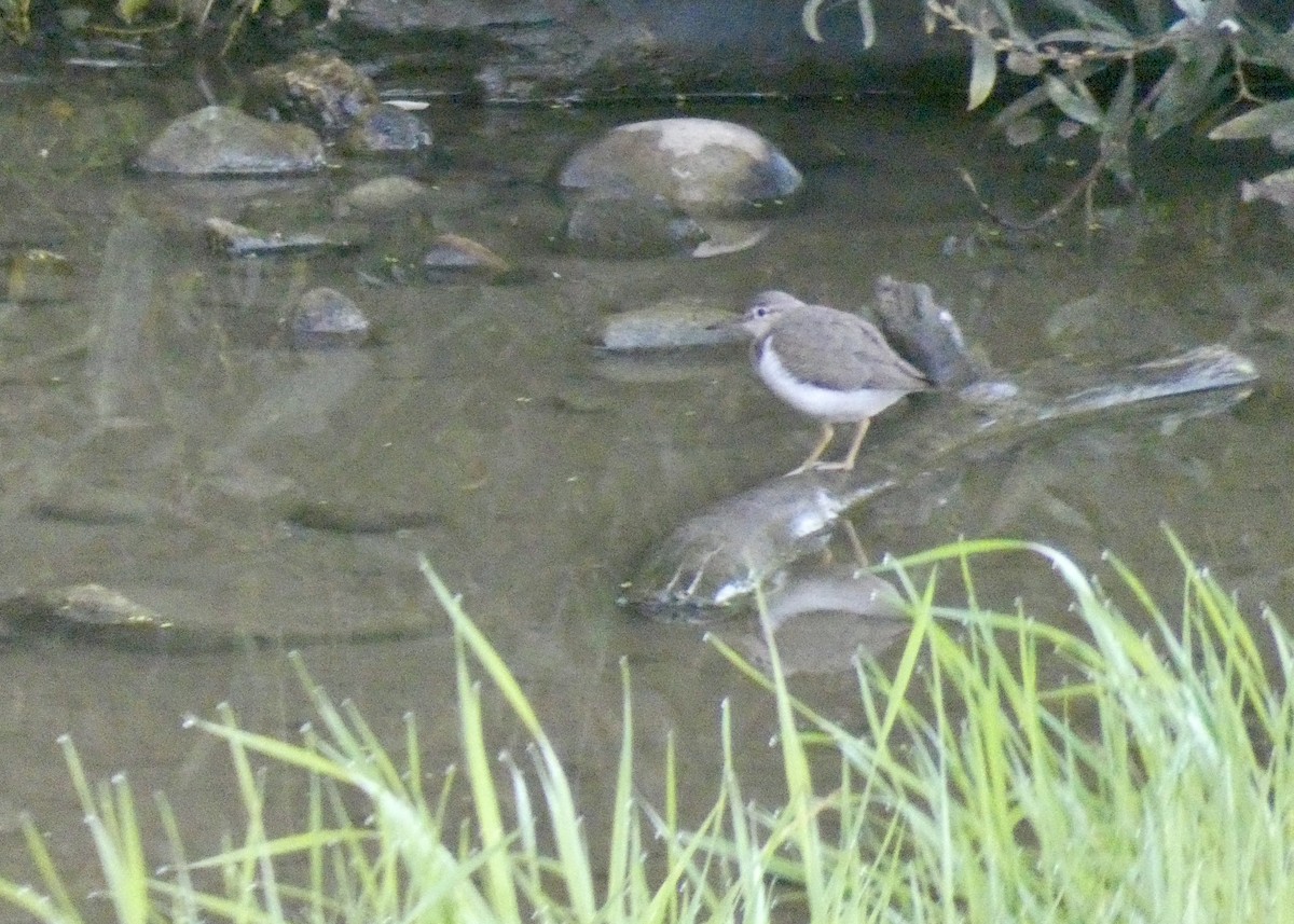 Spotted Sandpiper - John Callender