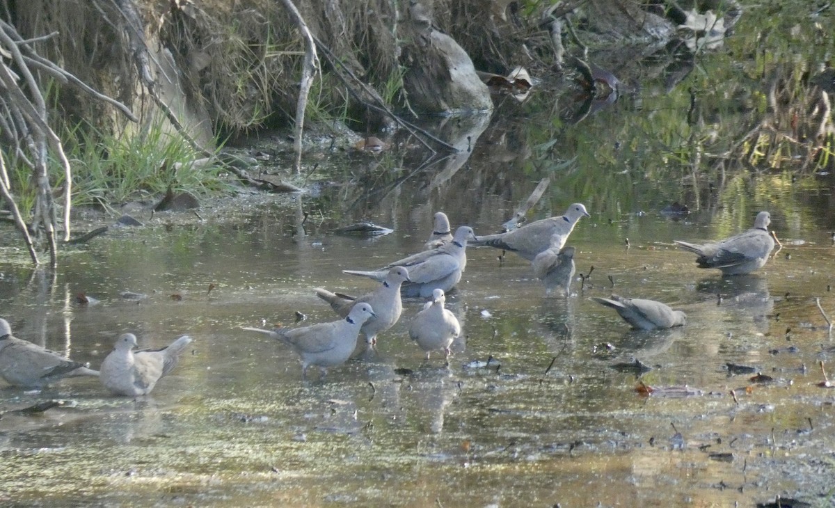 Eurasian Collared-Dove - ML270462511