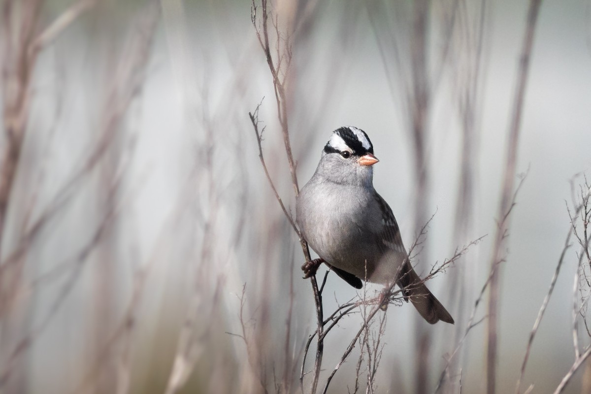 White-crowned Sparrow (leucophrys) - Davey Walters