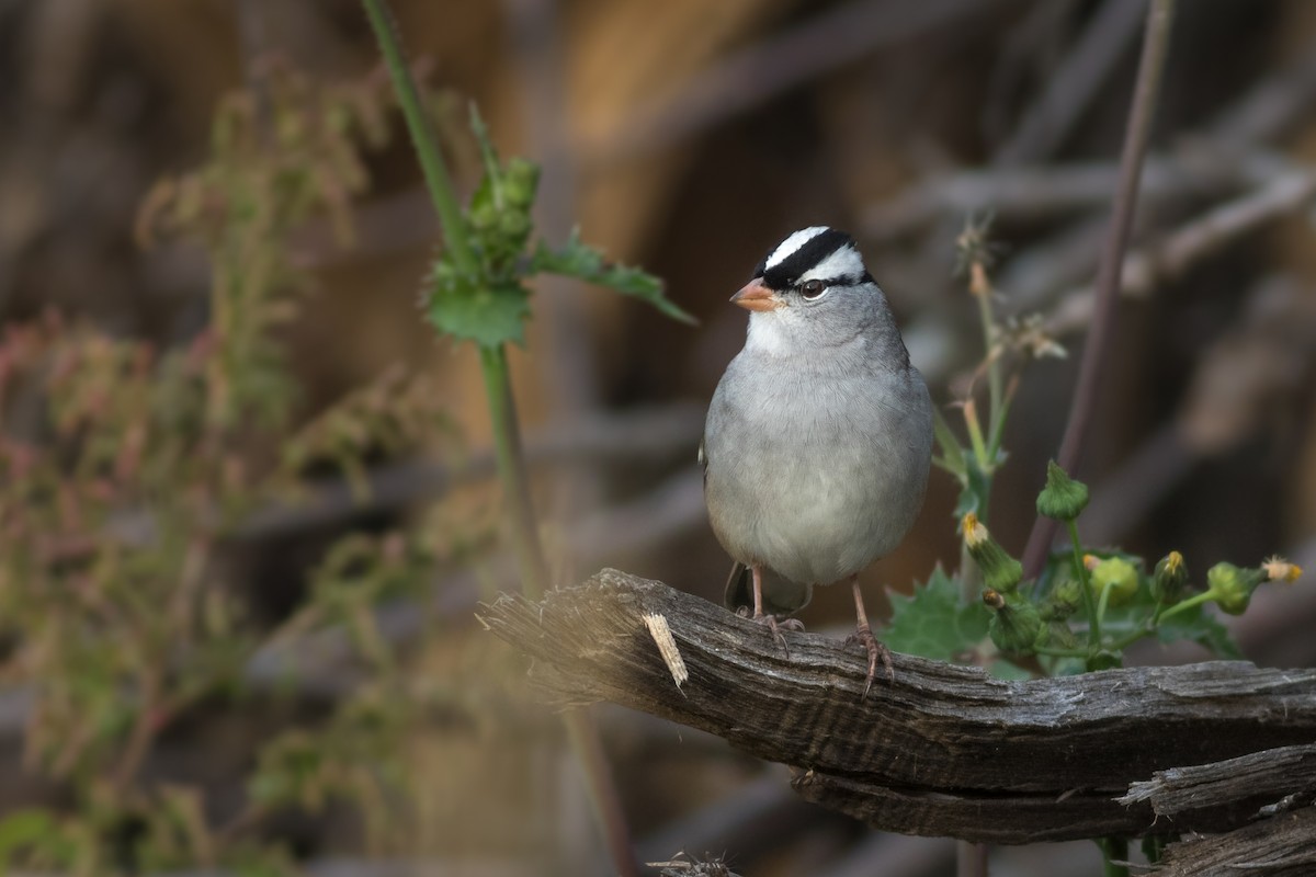 White-crowned Sparrow (leucophrys) - Davey Walters