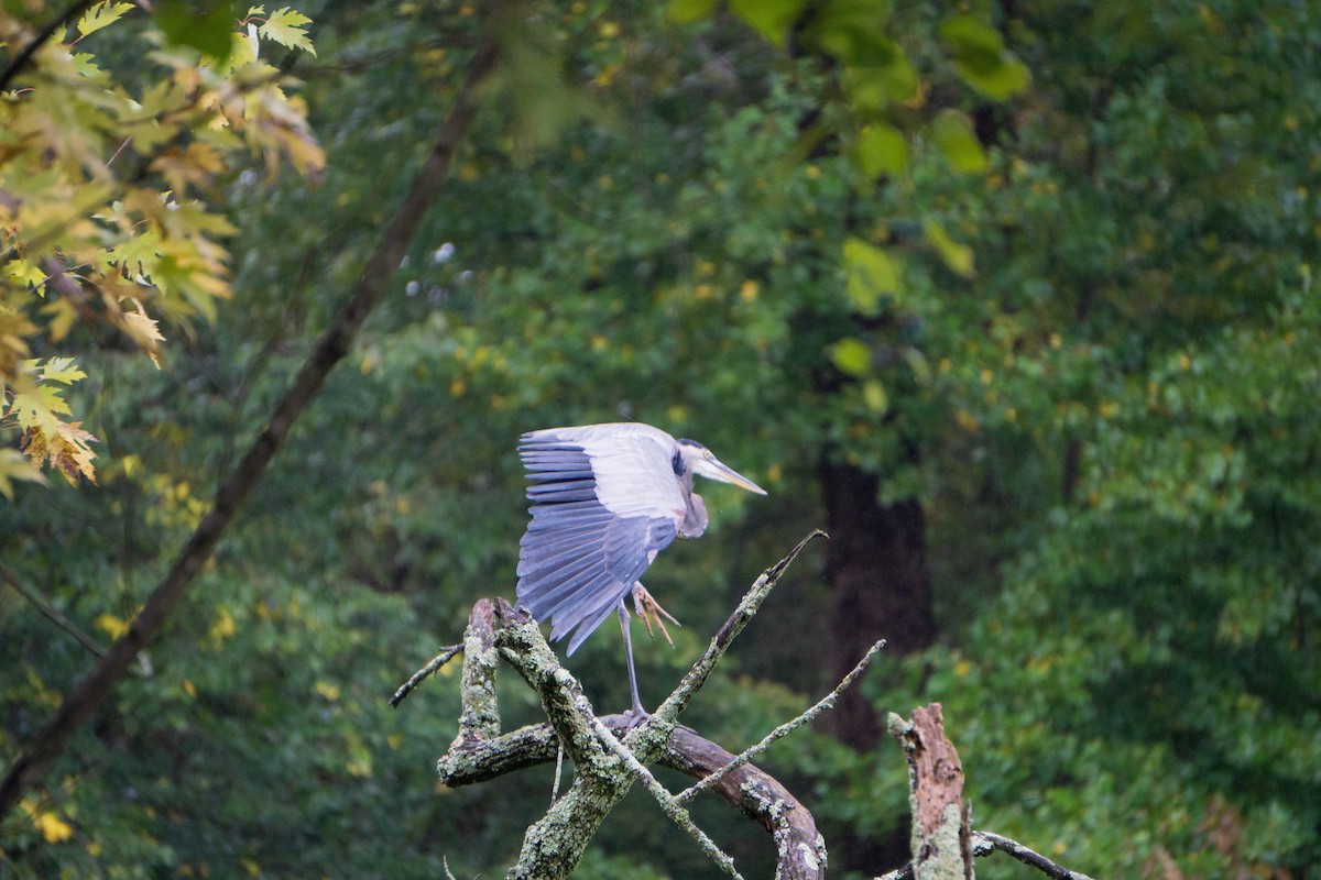 Great Blue Heron - ML270463401