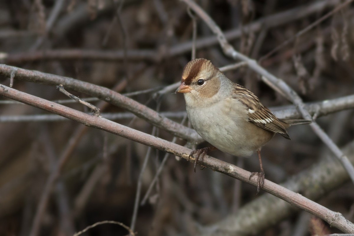 White-crowned Sparrow - Davey Walters