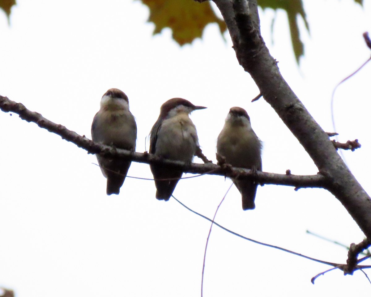 Brown-headed Nuthatch - ML270464871