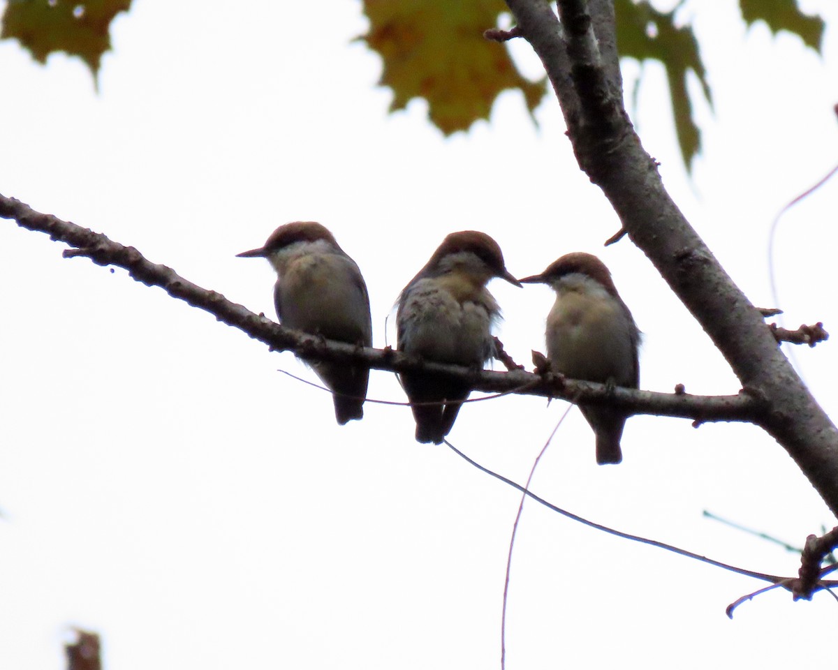 Brown-headed Nuthatch - ML270464891