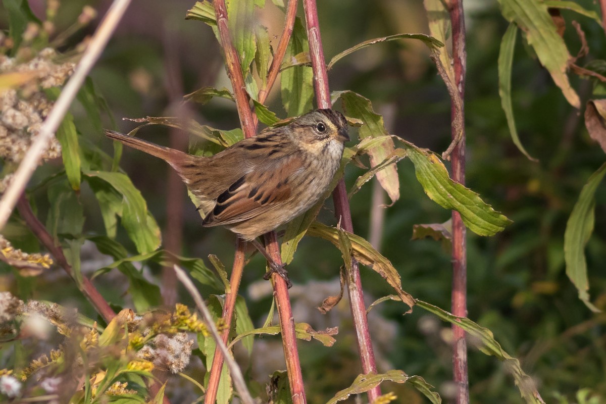 Swamp Sparrow - Davey Walters