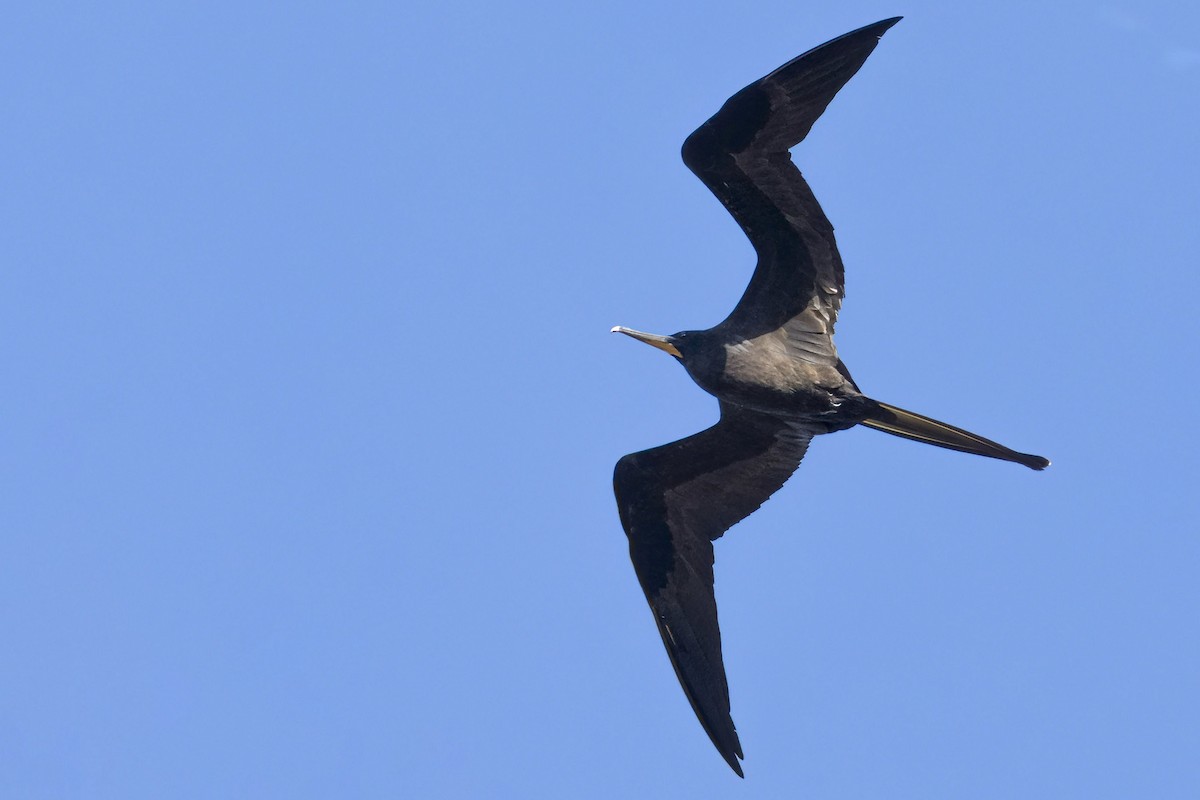 Magnificent Frigatebird - Marky “Dark Arremon” Mutchler
