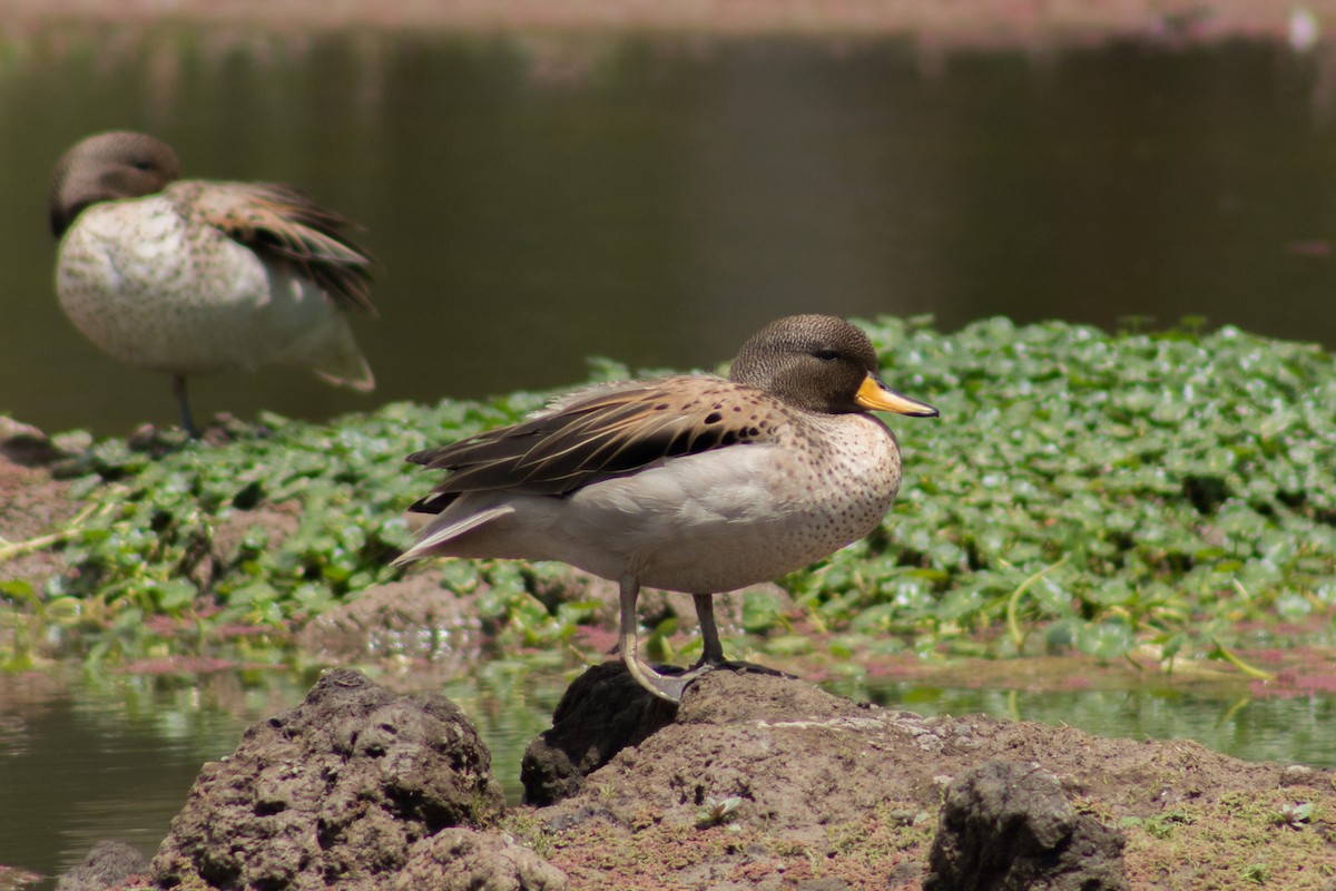 Yellow-billed Teal - ML270468031