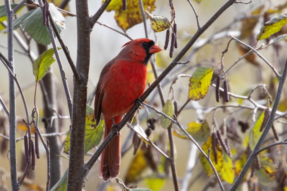 Cardinal rouge - ML270469511