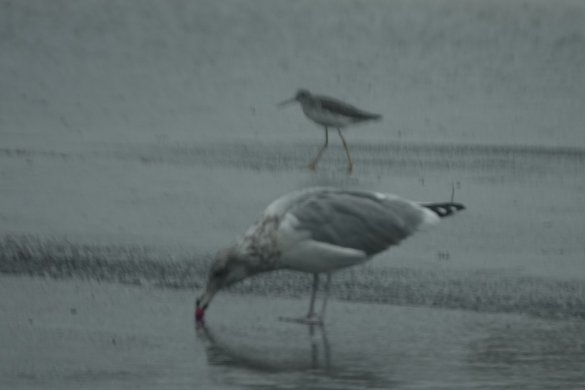 Greater Yellowlegs - ML270470321