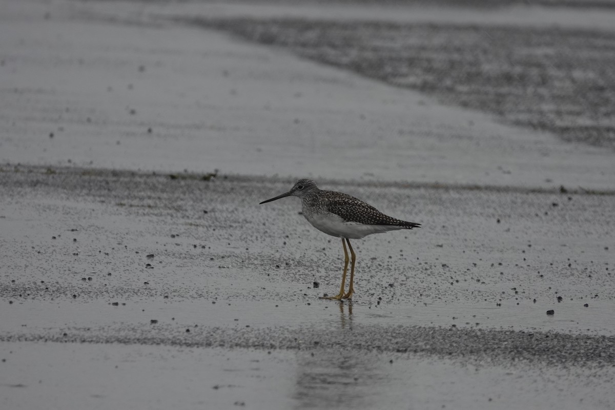 Greater Yellowlegs - ML270470331