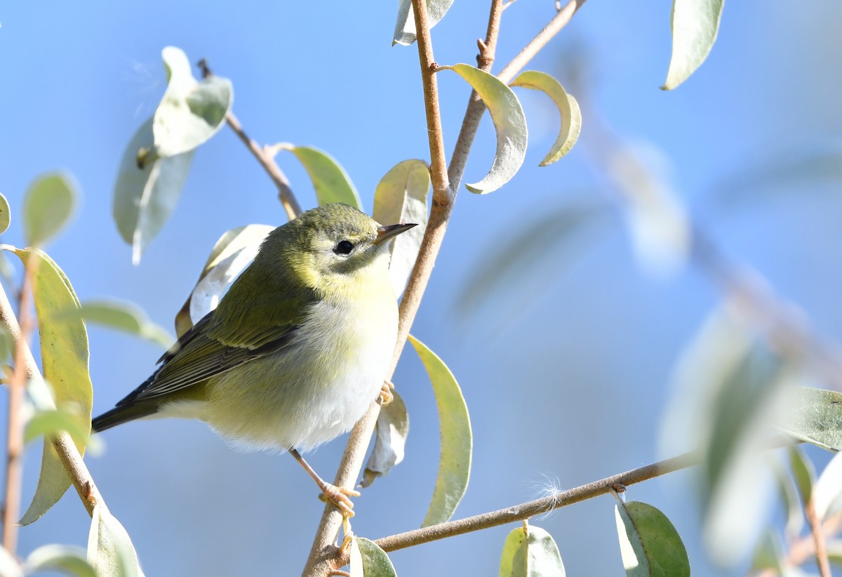 Tennessee Warbler - ML270470361