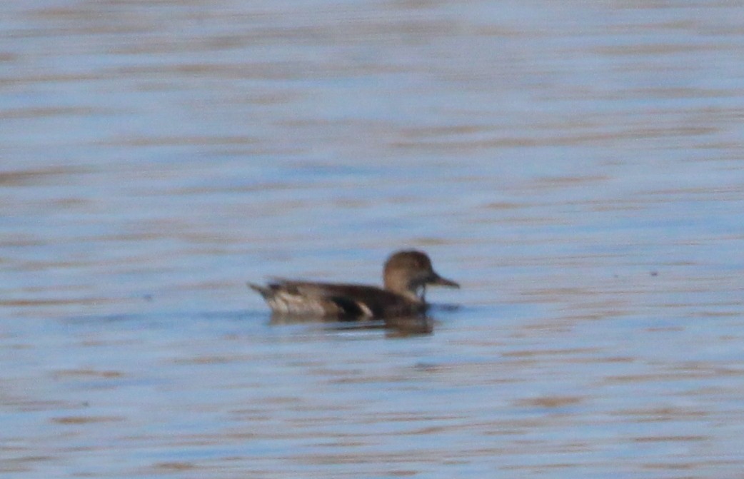 Green-winged Teal - ML270470391