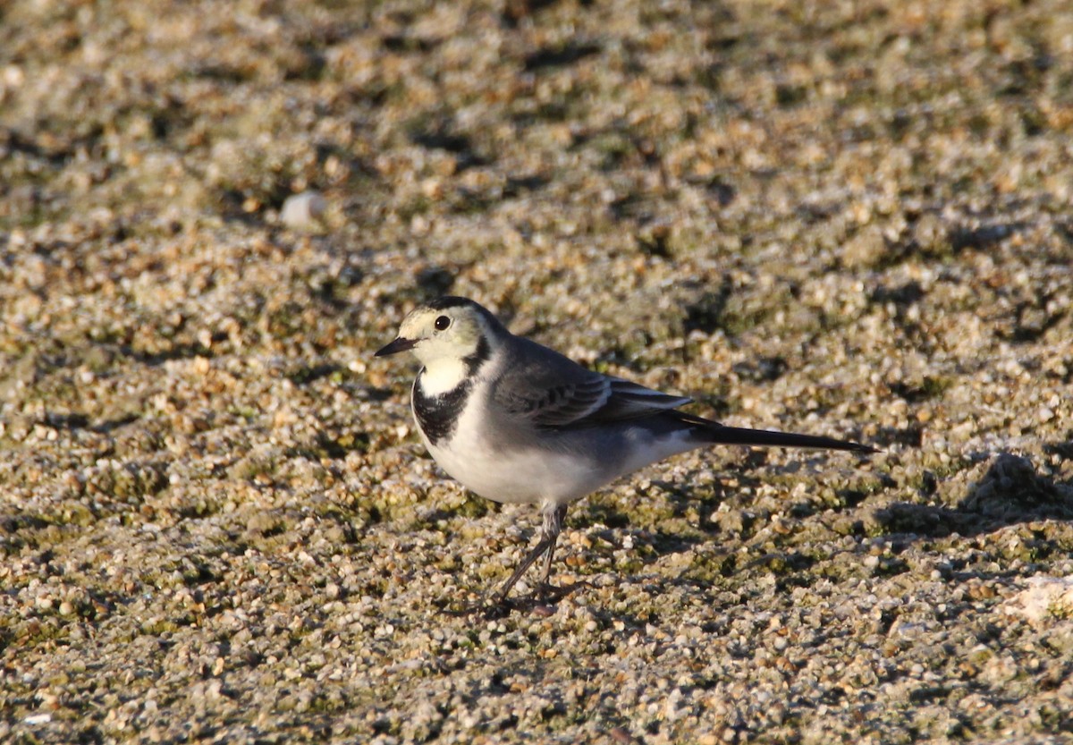 White Wagtail - ML270470911