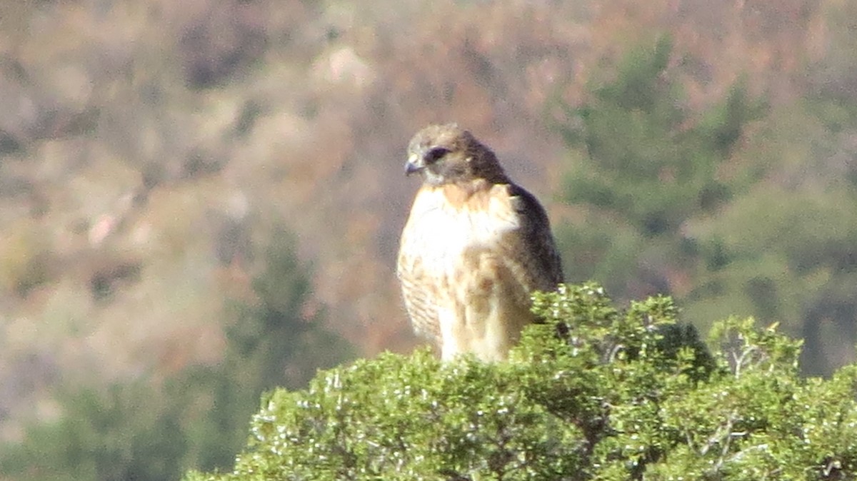 Red-tailed Hawk - ML270471341