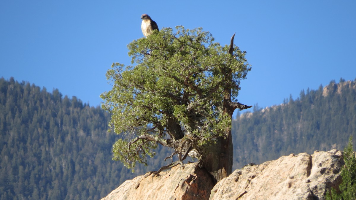 Red-tailed Hawk - ML270471371