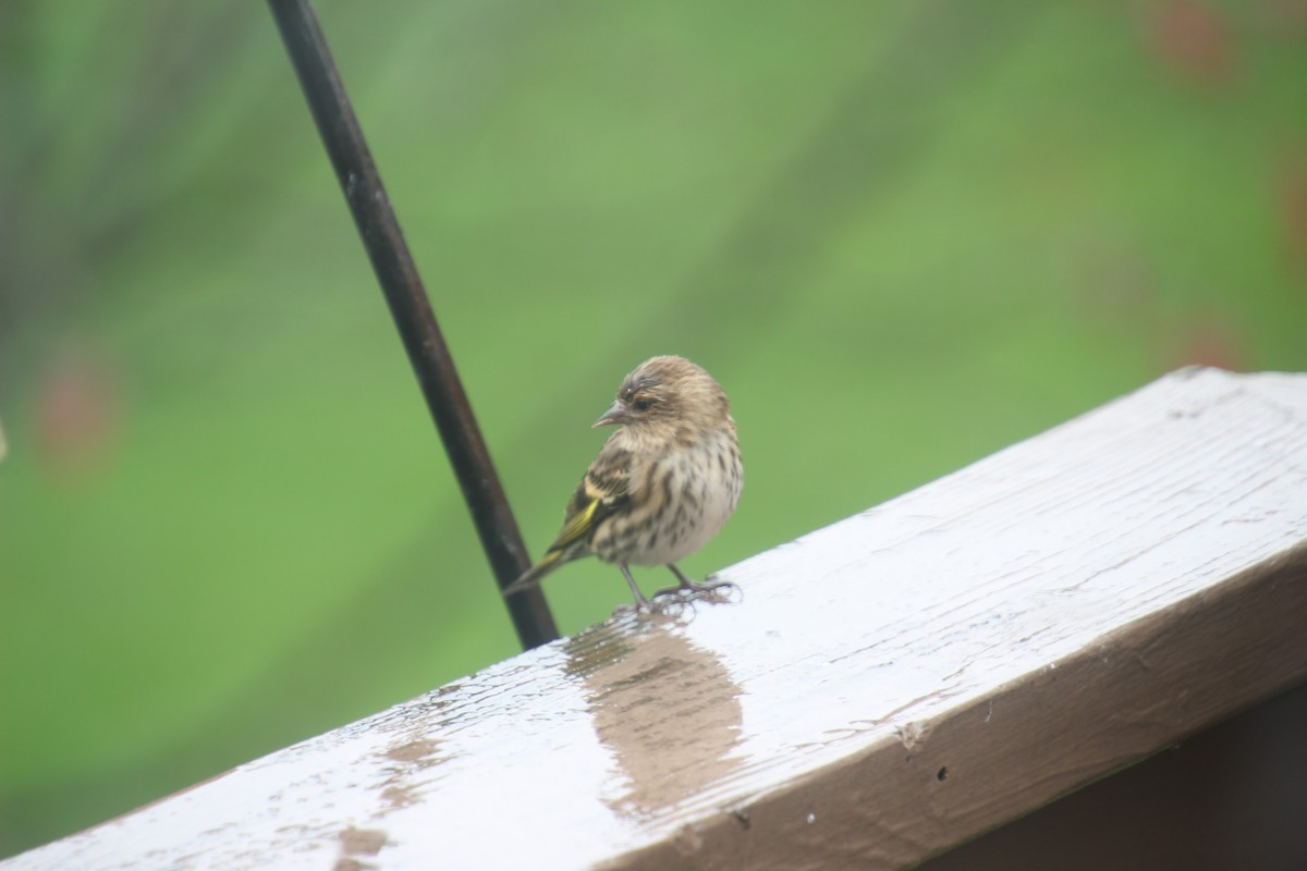 Pine Siskin - ML270471381