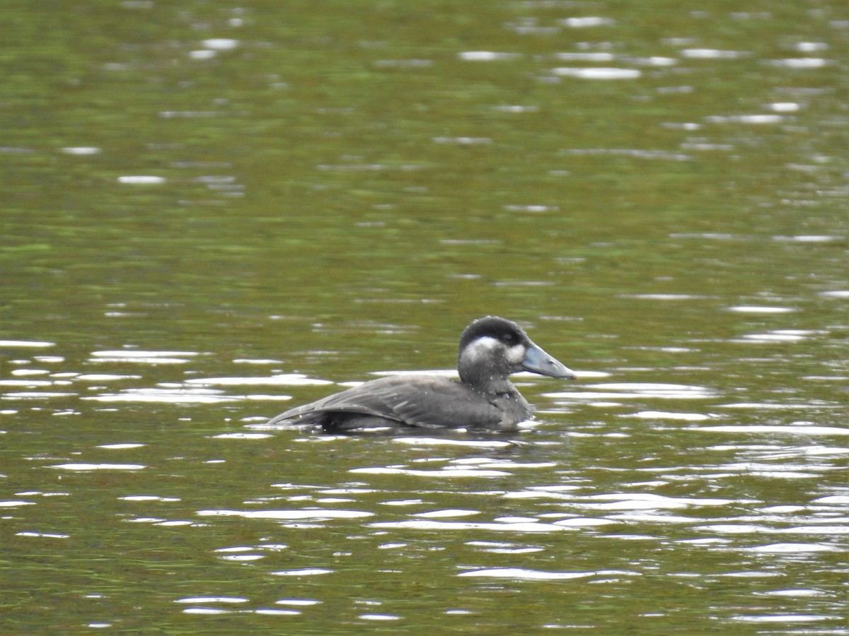 Surf Scoter - Matt Nusstein