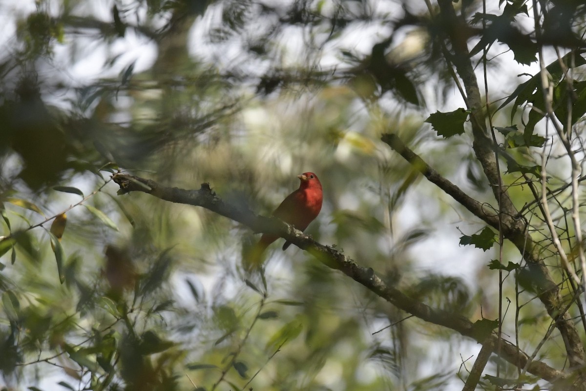 Summer Tanager - Susan Fears