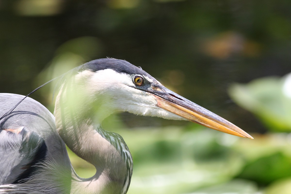 Great Blue Heron (Great Blue) - ML270475681