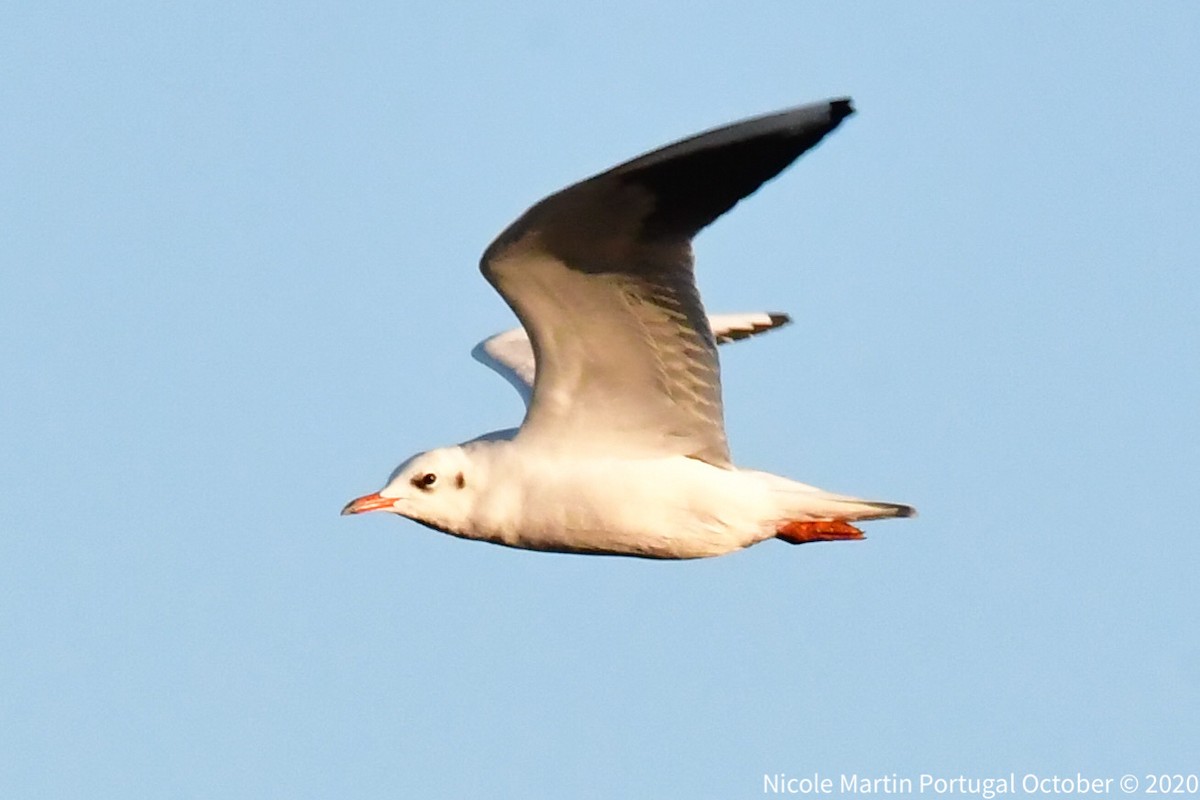 Black-headed Gull - ML270478331