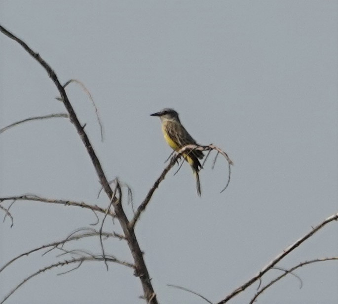 Tropical Kingbird - ML270480841