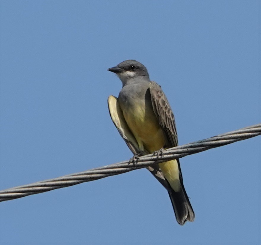 Cassin's Kingbird - ML270480981