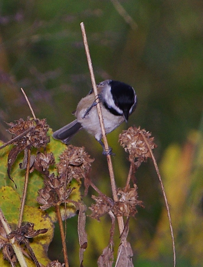 Carolina Chickadee - Mary Caldwell