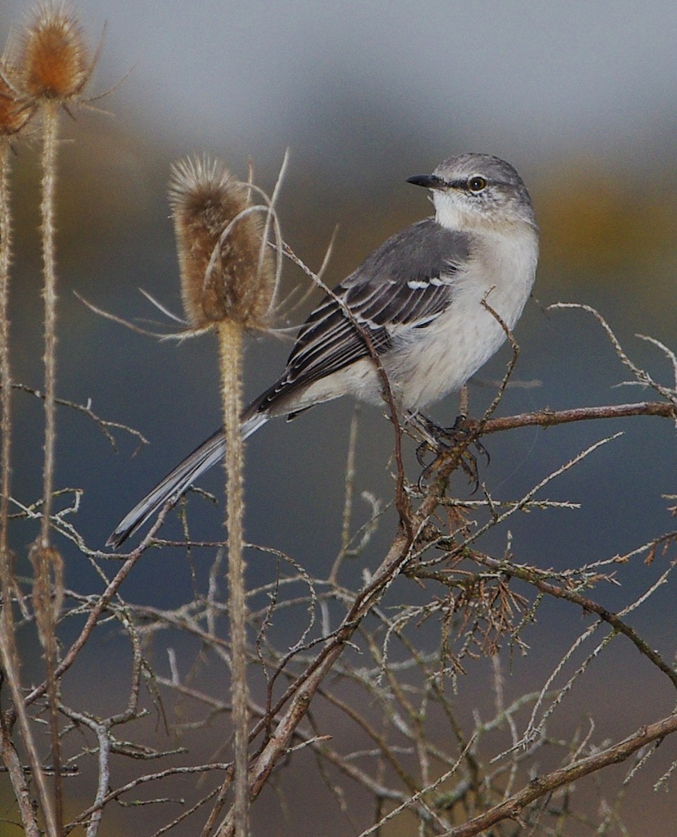 Northern Mockingbird - ML270481581