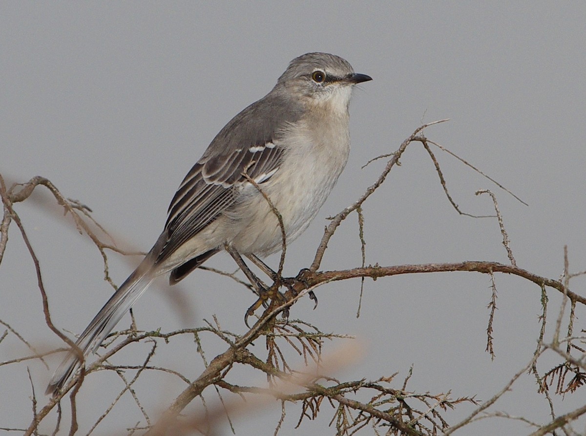 Northern Mockingbird - Mary Caldwell