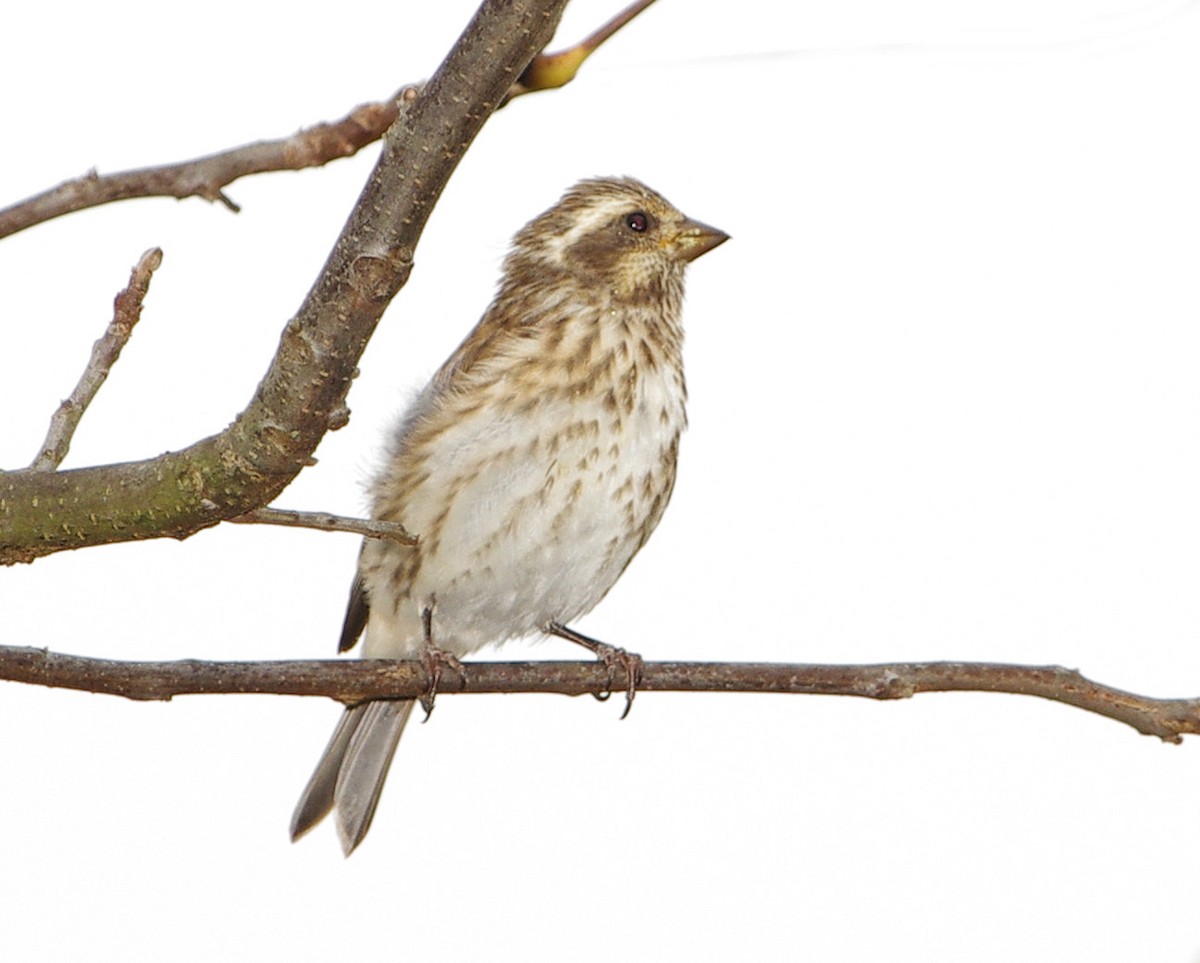 Purple Finch - ML270481661