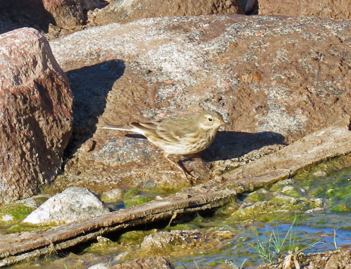 American Pipit - JoAnn Potter Riggle 🦤