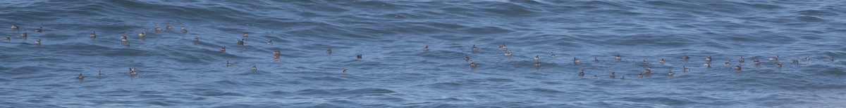 Eared Grebe - ML270483581