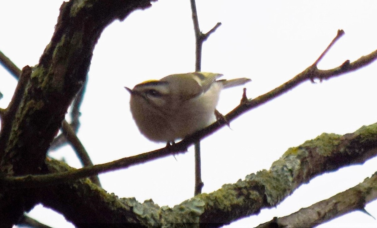 Golden-crowned Kinglet - ML270484591