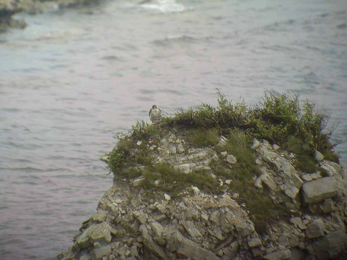 Peregrine Falcon - ML270489591